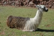 20050505_Cusco-13