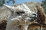 20050505_Cusco-14
