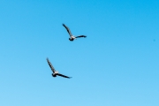 _SJU5433