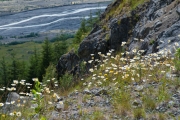 Oregon-8