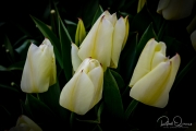 untitled-0595