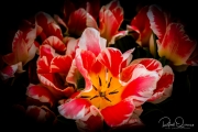 untitled-0597
